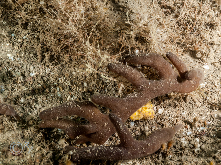 Alcyonidium diaphanum -- finger bryozoan  sea chervil, Cellaria spp, Cliona celata -- boring sponge, Epizoanthus couchii -- sandy creeplet, Sertularella rugosa