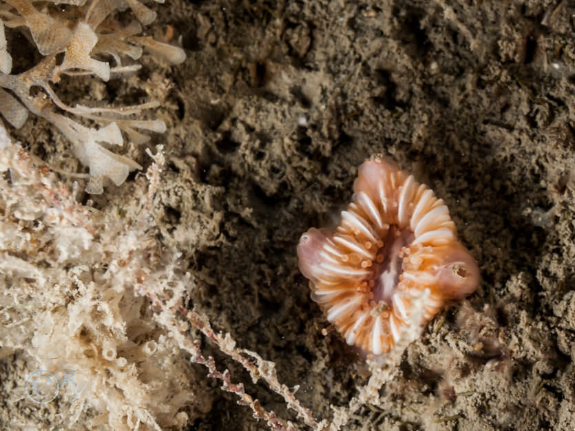 Boscia anglica -- cup-coral barnacle, Caryophyllia smithii -- Devonshire cup-coral, Leucosolenia sp.