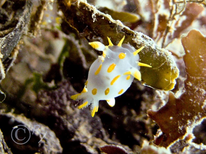 Polycera quadrilineata