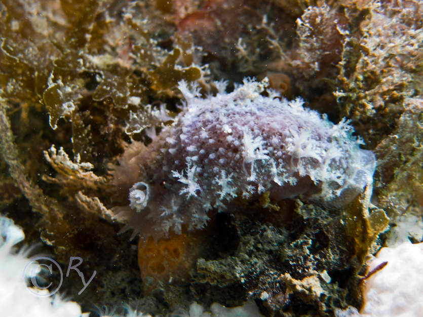 Tritonia hombergii -- dead mens finger sea slug