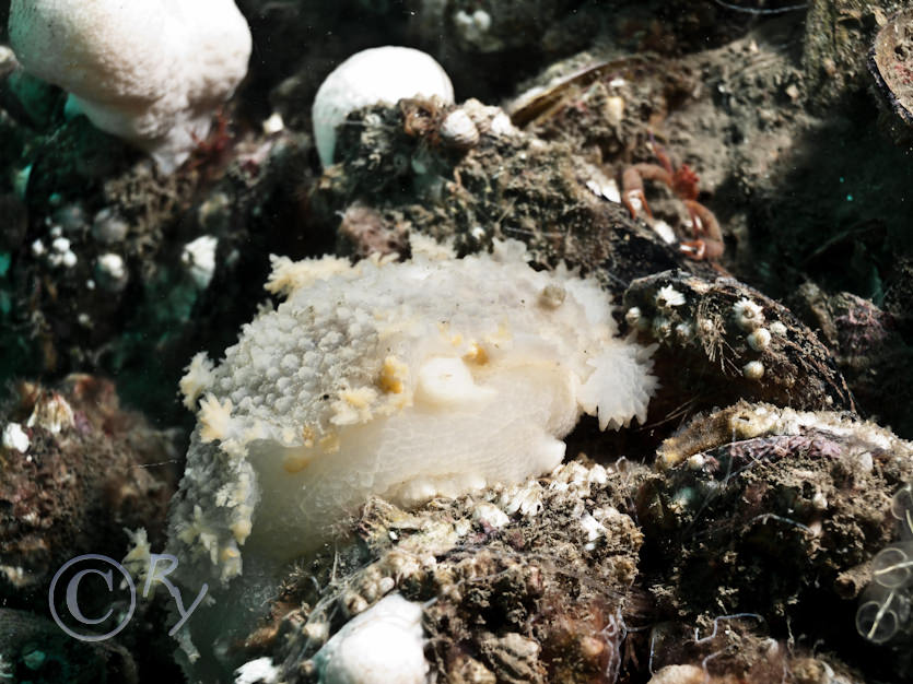 Tritonia hombergii -- dead mens finger sea slug