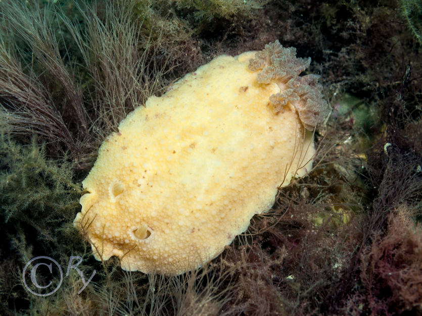 Archidoris pseudoargus -- sea lemon