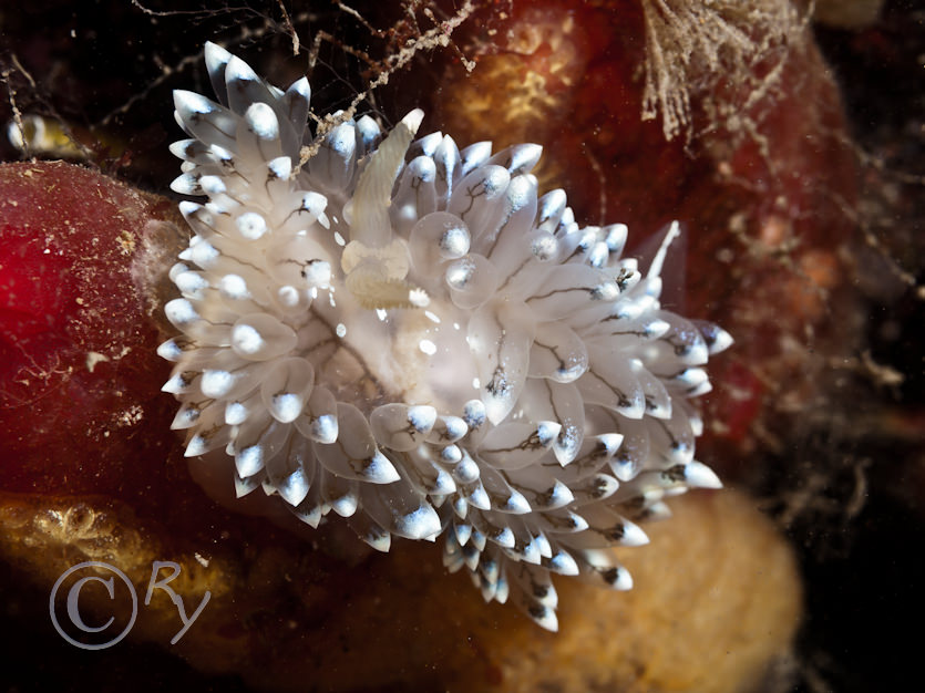 Janolus cristatus -- crystal sea slug