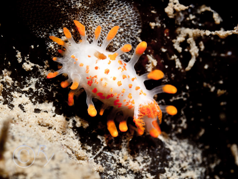 Limacia clavigera -- orange clubbed sea slug