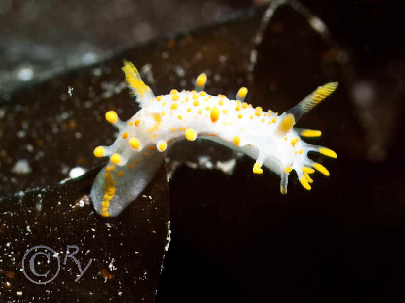 Limacia clavigera -- orange clubbed sea slug