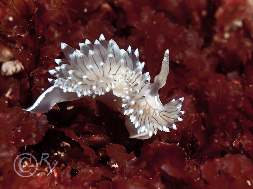 Janolus cristatus -- crystal sea slug
