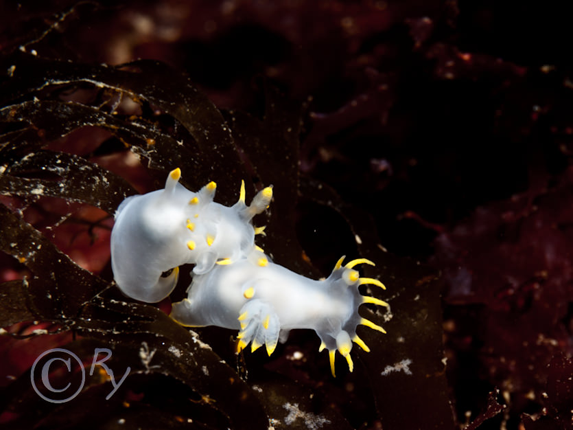 Polycera faeroensis