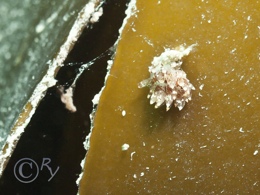 Eubranchus pallidus