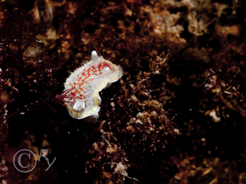 Diaphorodoris luteocincta -- fried egg sea slug