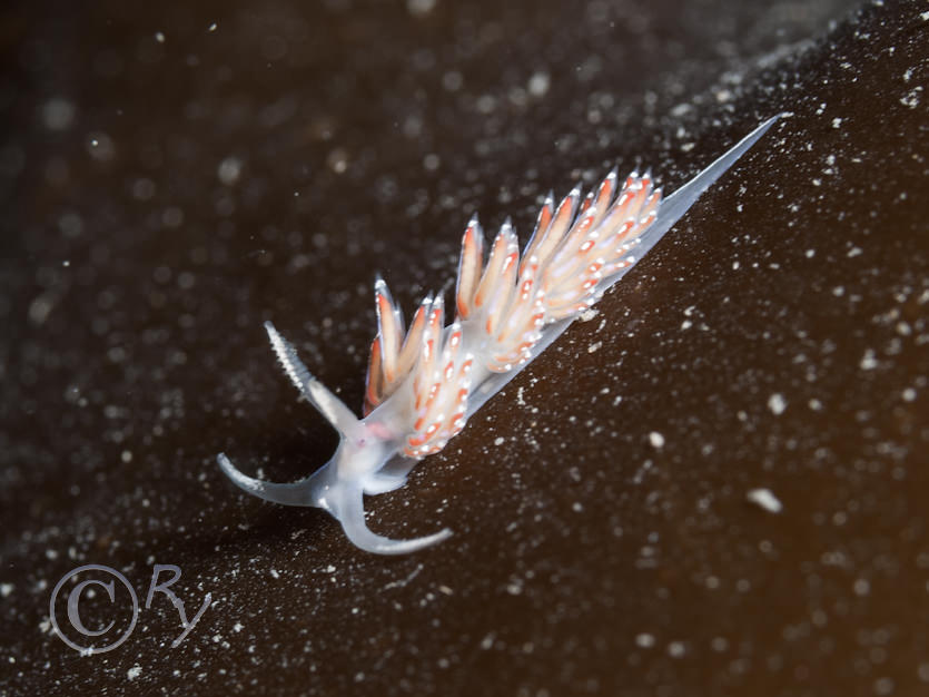 Facelina auriculata