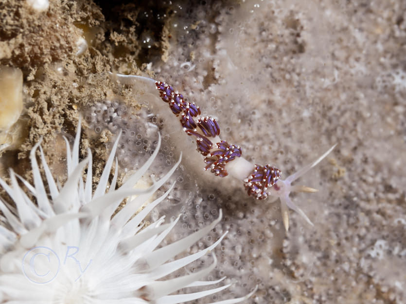 Facelina auriculata