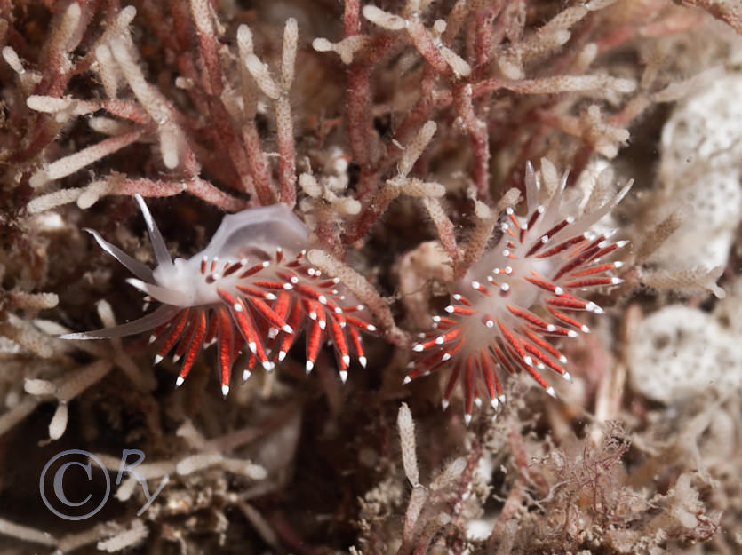 Coryphella browni -- Scarlet lady