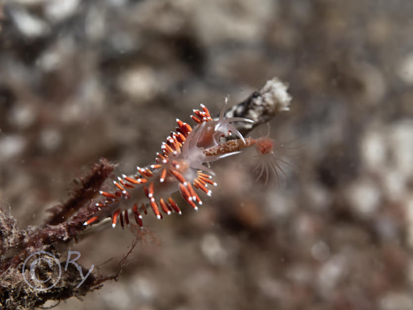 Coryphella browni -- Scarlet lady