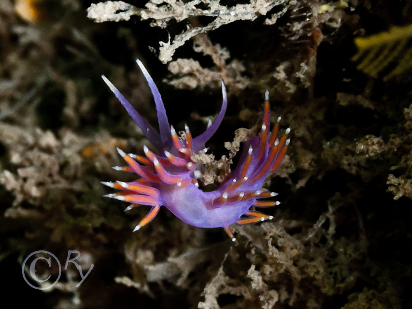 Flabellina pedata -- violet sea slug