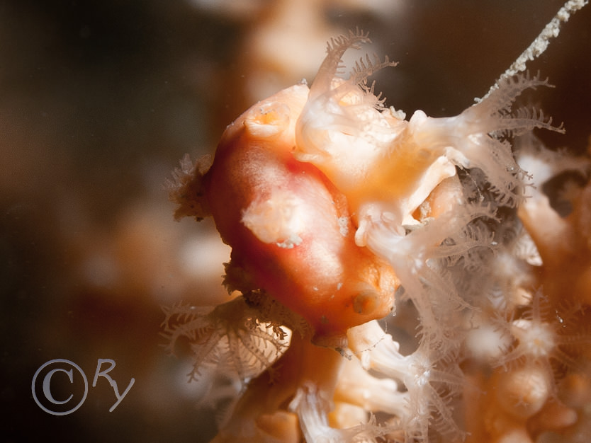 Tritonia nilsodhneri -- sea fan sea slug