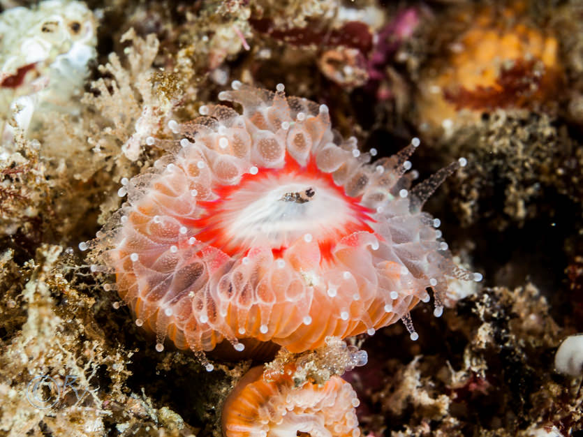 Caryophyllia smithii -- Devonshire cup-coral