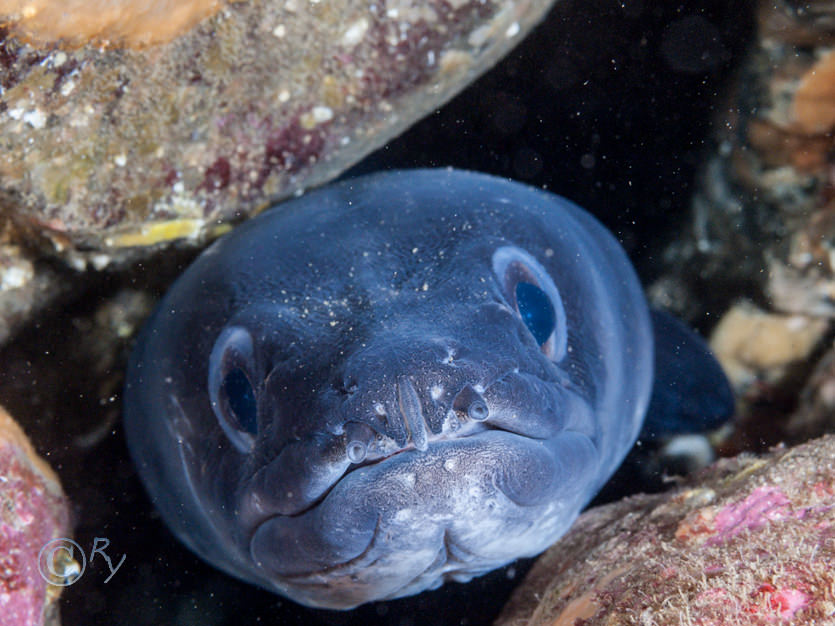 Conger conger -- conger eel