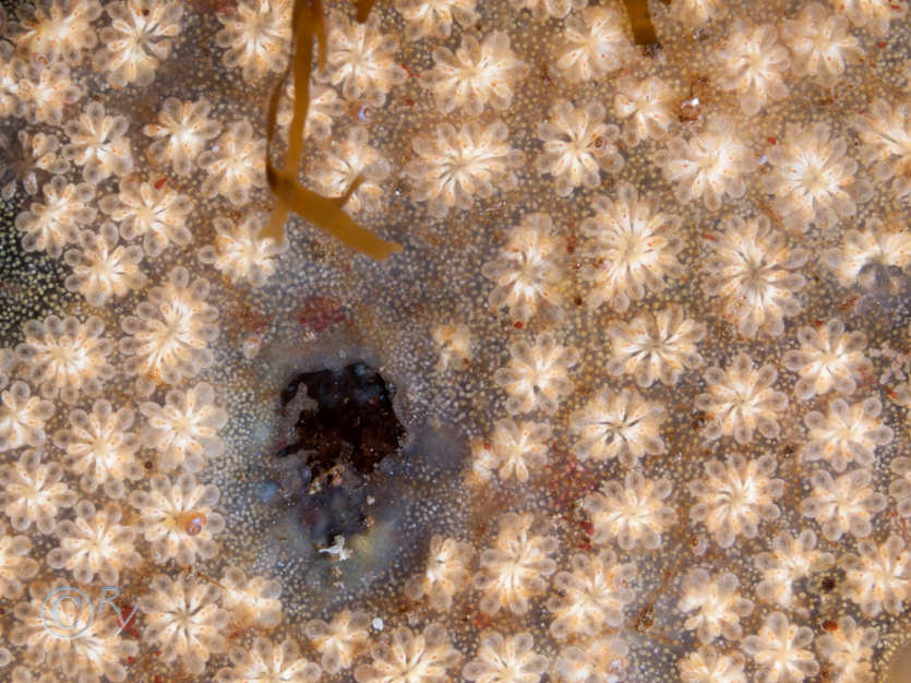 Botryllus schlosseii -- star sea squirt