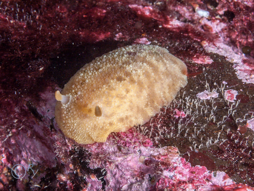 Archidoris pseudoargus -- sea lemon