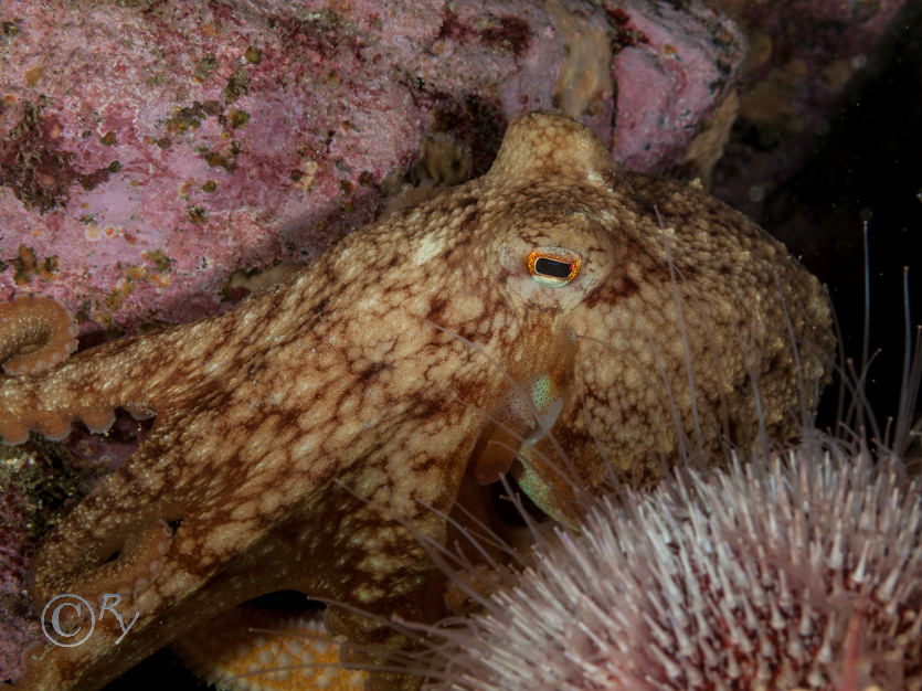 Eledone cirrhosa -- curled octopus  lesser octopus