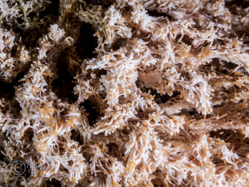 Salmacina dysteri -- coral worm