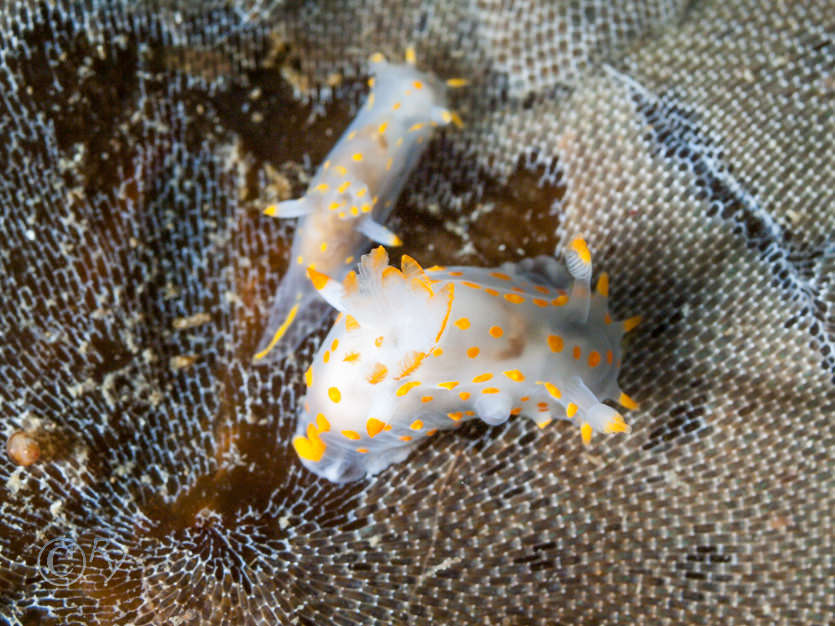 Membranipora membranacea -- sea mat, Polycera quadrilineata