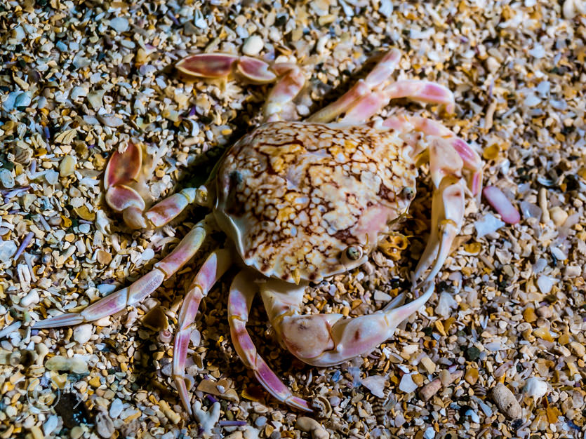 Liocarcinus marmoreus -- marbled swimming crab