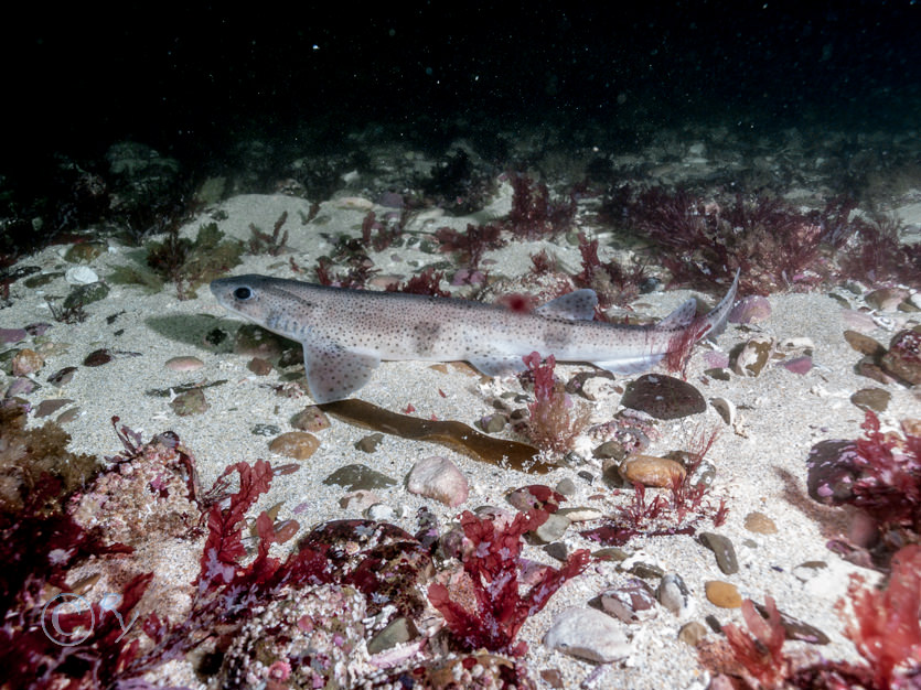 Scyliorhinus canicula -- smallspotted catshark