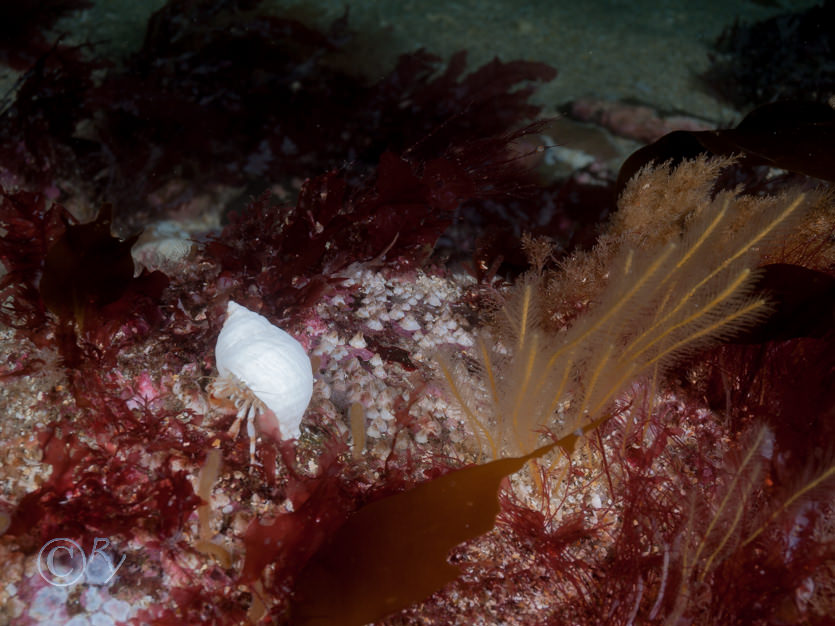 Balanus Sp., Nemertesia antennina -- antenna hydroid  sea beard, Pagurus bernhardus -- common hermit crab
