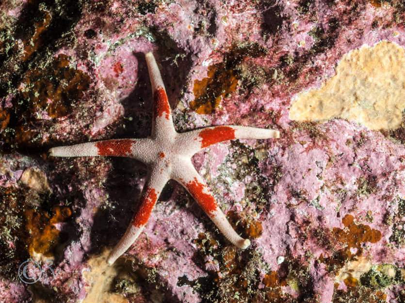 Henricia oculata  or sanguinolenta -- bloody Henry