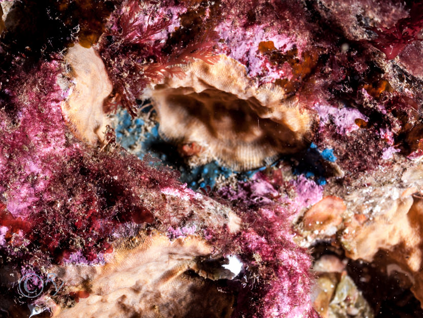 Encrusting red algae, Hymedesmia paupertas -- blue sponge, Schizomavella linearis