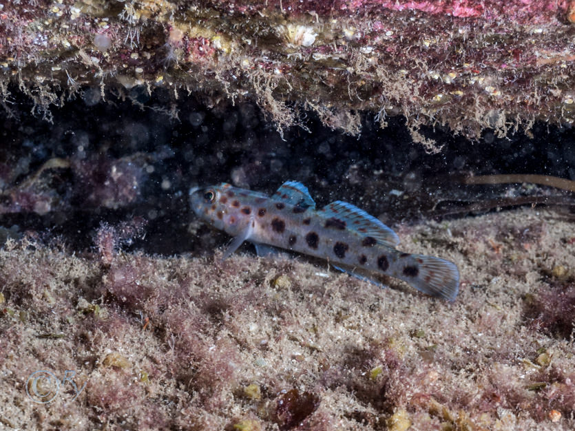 Thorogobius ephippiatus -- leopard-spotted goby