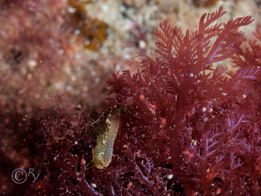 Elysia viridis -- green sea hare, Plocamium cartilagineum -- red comb weed