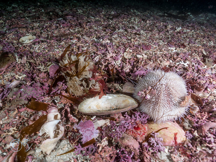 Echinus esculentus -- common sea urchin, Maerl indet -- maerl not identified to species