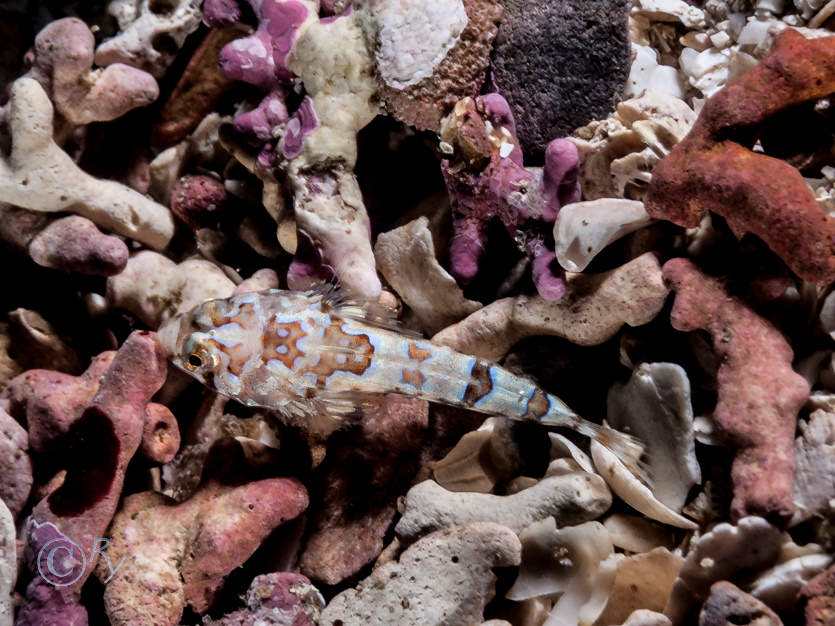 Callionymus reticulata -- reticulated dragonet, Maerl indet -- maerl not identified to species