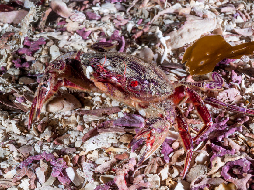 Liocarcinus corrugatus -- wrinkled swimming crab