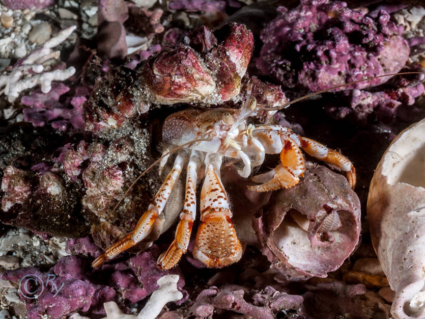 Pagurus bernhardus -- common hermit crab