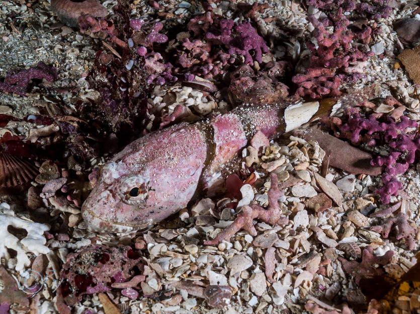 Myoxocephalus scorpius -- short-spined sea scorpion