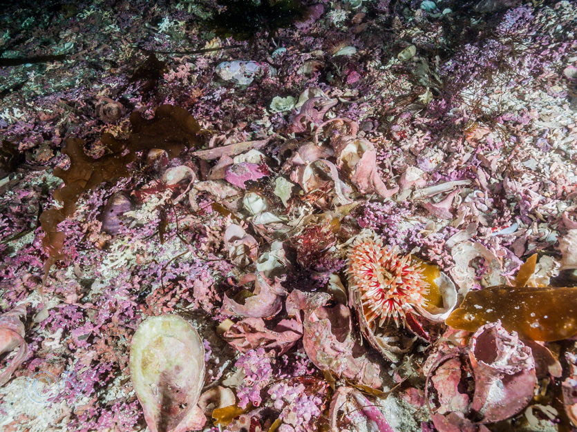 Maerl indet -- maerl not identified to species, Urticina felina -- dahlia anemone