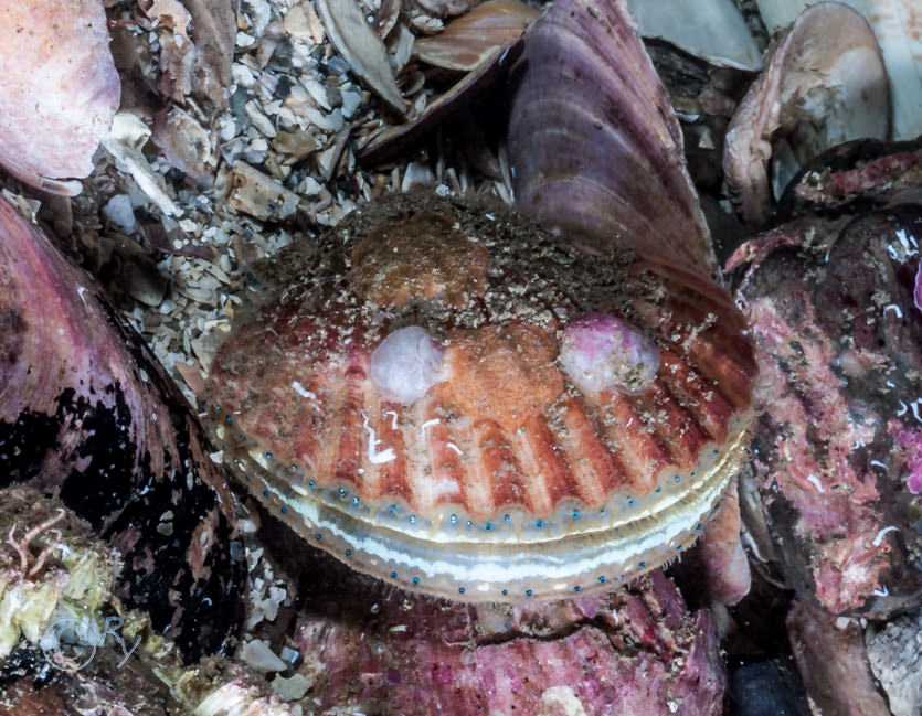 Aequipecten opercularis -- queen scallop