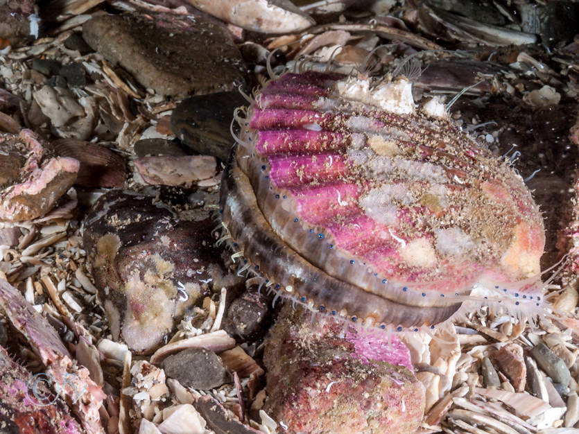 Aequipecten opercularis -- queen scallop