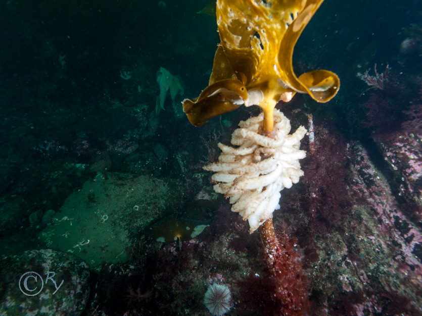 Laminaria hyperborea -- cuvie  forest kelp, Loligo vulgaris (common squid) eggs