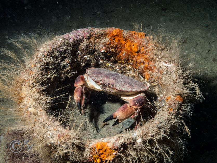 Cancer pagurus -- edible crab