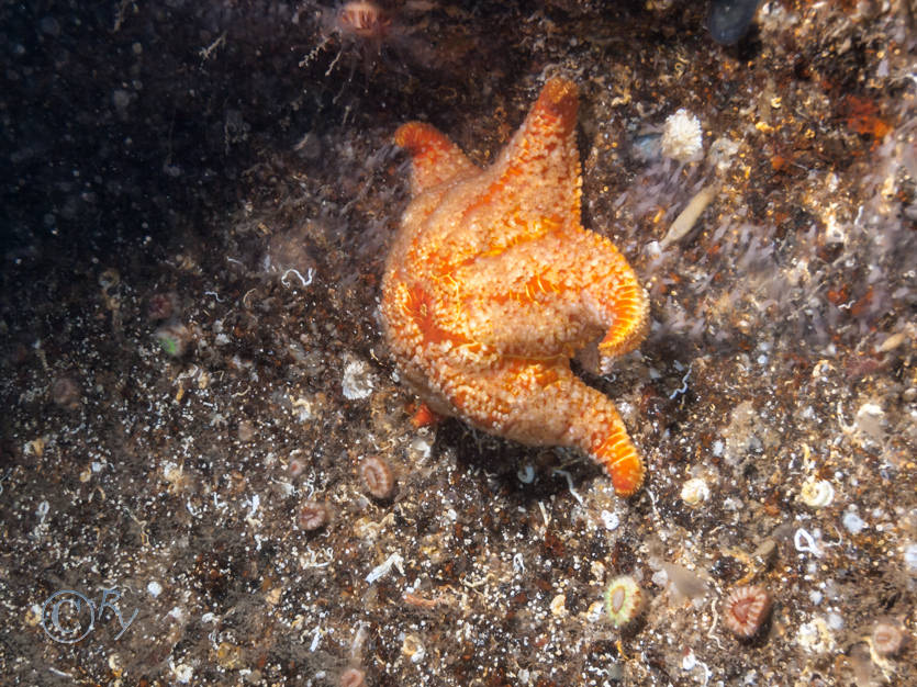 Asterina gibbosa -- cushion star, Porania pulvillus -- red cushion star