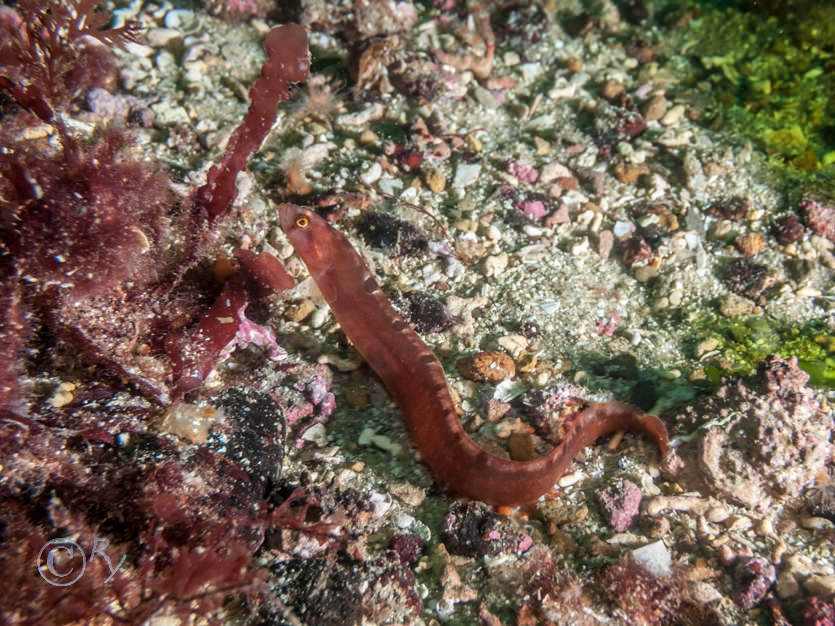 Pholis gunnellus -- butterfish