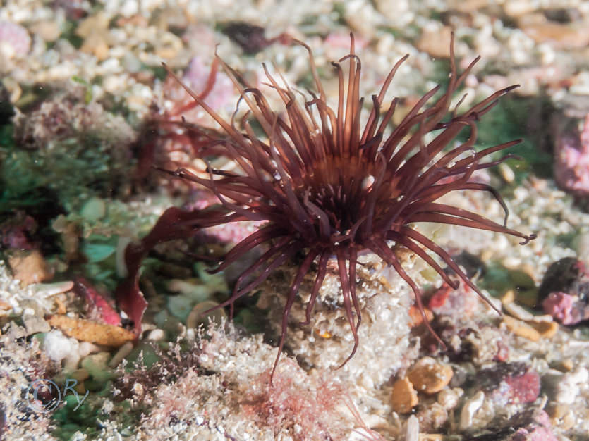 Cerianthus lloydii -- burrowing anemone