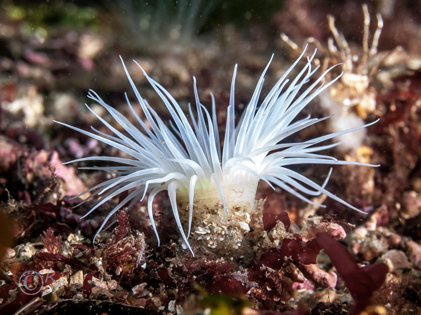 Cerianthus lloydii -- burrowing anemone