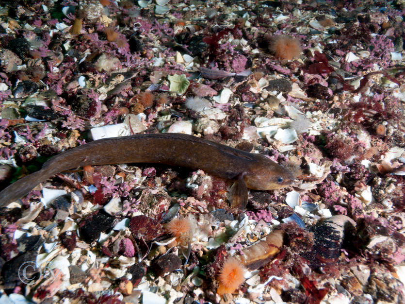 Ciliata septentrionalis -- northern rockling