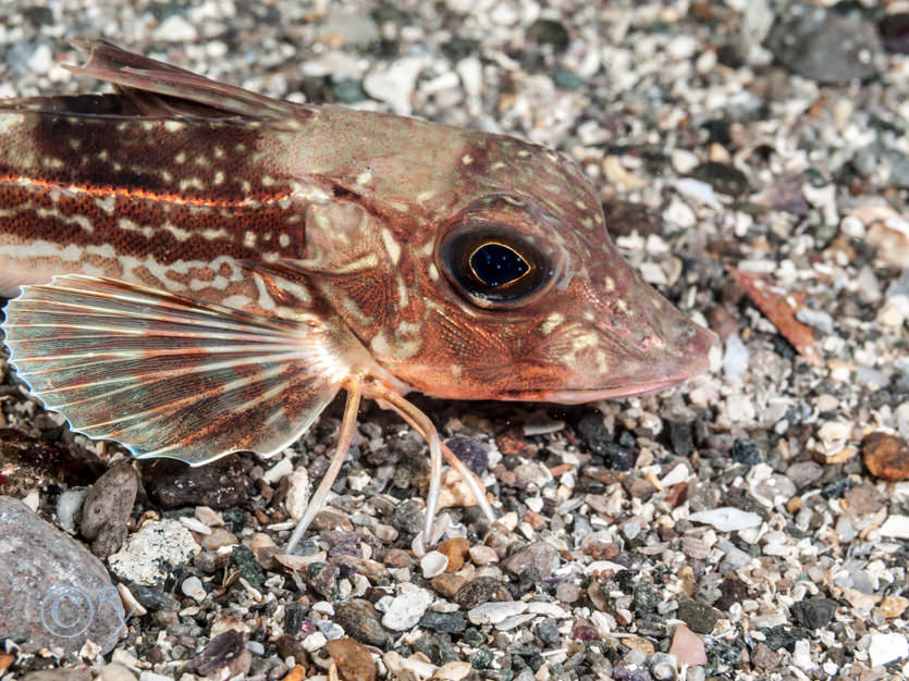 Eutrigla gurnardus -- grey gurnard