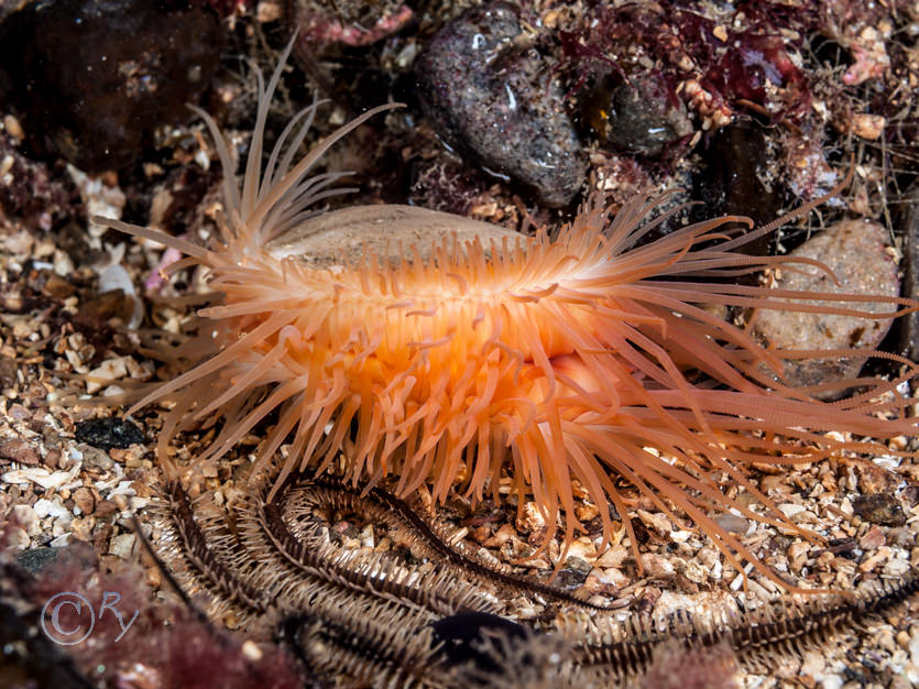 Limaria hians -- flame shell  gaping file shell, Ophiocomina nigra -- black brittlestar  black serpent star